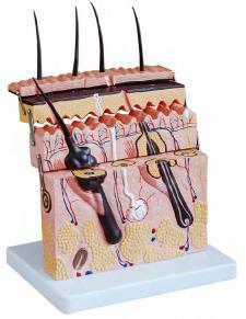صورة مجسم مقطع الجلد (Skin Section Model) - واقف للتجارة صنعاء صورة مجسم مقطع الجلد (Skin Section Model) - واقف للتجارة صنعاء