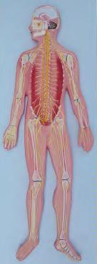 صورة الجهاز العصبي (Nervous System) - واقف للتجارة صنعاء صورة الجهاز العصبي (Nervous System) - واقف للتجارة صنعاء