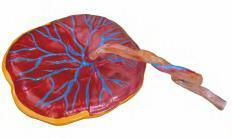 صورة مجسم المشيمة (Placenta Model) - واقف للتجارة صنعاء صورة مجسم المشيمة (Placenta Model) - واقف للتجارة صنعاء