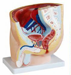 صورة مقطع حوض ذكري (1 أجزاء) (Human Male Pelvis Section (1 part)) - واقف للتجارة صنعاء صورة مقطع حوض ذكري (1 أجزاء) (Human Male Pelvis Section (1 part)) - واقف للتجارة صنعاء