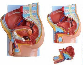 صورة مقطع حوض ذكري (2 أجزاء) (Human Male Pelvis Section (2 parts)) - واقف للتجارة صنعاء صورة مقطع حوض ذكري (2 أجزاء) (Human Male Pelvis Section (2 parts)) - واقف للتجارة صنعاء