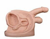 صورة الأعضاء التناسلية الذكرية الداخلية والخارجية - متقدم (Advanced Male Internal & External Genital Organs) - واقف للتجارة صنعاء صورة الأعضاء التناسلية الذكرية الداخلية والخارجية - متقدم (Advanced Male Internal & External Genital Organs) - واقف للتجارة صنعاء