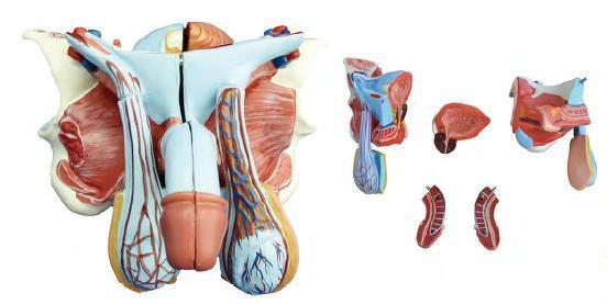 صورة مجسم العضو التناسلي الذكري (Male Genital Organ Model) - واقف للتجارة صنعاء صورة مجسم العضو التناسلي الذكري (Male Genital Organ Model) - واقف للتجارة صنعاء