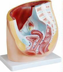 صورة مقطع حوض أنثوي (1 أجزاء) (Human Female Pelvis Section (1 part)) - واقف للتجارة صنعاء صورة مقطع حوض أنثوي (1 أجزاء) (Human Female Pelvis Section (1 part)) - واقف للتجارة صنعاء