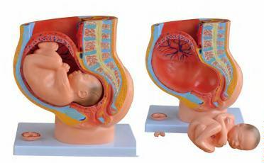 صورة مقطع حوض أنثوي (4 أجزاء) (Human Female Pelvis Section (4 parts)) - واقف للتجارة صنعاء صورة مقطع حوض أنثوي (4 أجزاء) (Human Female Pelvis Section (4 parts)) - واقف للتجارة صنعاء
