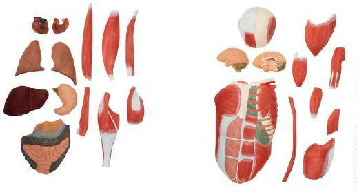 صورة مجسم العضلات البشرية بالحجم الطبيعي (29 أجزاء) (Life-size Human Muscle Model (29 parts)) - واقف للتجارة صنعاء صورة مجسم العضلات البشرية بالحجم الطبيعي (29 أجزاء) (Life-size Human Muscle Model (29 parts)) - واقف للتجارة صنعاء