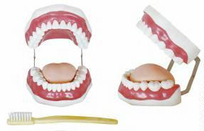 صورة مجسم العناية بالأسنان (28 سنًا) (Dental Care Model (28 teeth)) - واقف للتجارة صنعاء صورة مجسم العناية بالأسنان (28 سنًا) (Dental Care Model (28 teeth)) - واقف للتجارة صنعاء
