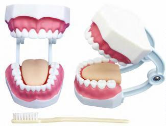 صورة مجسم العناية بالأسنان - صغير (32 سنًا) (Small Dental Care Model (32 teeth)) - واقف للتجارة صنعاء صورة مجسم العناية بالأسنان - صغير (32 سنًا) (Small Dental Care Model (32 teeth)) - واقف للتجارة صنعاء