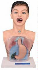 صورة مجسم غسيل معدة شفاف (Transparent Gastric Lavage Model) - واقف للتجارة صنعاء صورة مجسم غسيل معدة شفاف (Transparent Gastric Lavage Model) - واقف للتجارة صنعاء