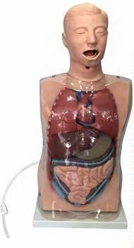 صورة مجسم غسيل معدة شفاف (Transparent Gastric Lavage Model) - واقف للتجارة صنعاء صورة مجسم غسيل معدة شفاف (Transparent Gastric Lavage Model) - واقف للتجارة صنعاء
