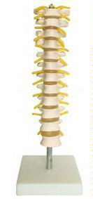 صورة مجسم تعليمي (Mini Lumbar Vertebrae with) - واقف للتجارة صنعاء صورة مجسم تعليمي (Mini Lumbar Vertebrae with) - واقف للتجارة صنعاء