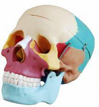 صورة جمجمة بالحجم الطبيعي بعظام ملوّنة (Life-Size Skull with Colored Bones) - واقف للتجارة صنعاء صورة جمجمة بالحجم الطبيعي بعظام ملوّنة (Life-Size Skull with Colored Bones) - واقف للتجارة صنعاء