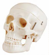 صورة جمجمة فاخرة بالحجم الطبيعي - موديل D (Deluxe Life-Size Skull Style D) - واقف للتجارة صنعاء صورة جمجمة فاخرة بالحجم الطبيعي - موديل D (Deluxe Life-Size Skull Style D) - واقف للتجارة صنعاء