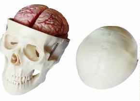 صورة جمجمة مع دماغ من 8 أجزاء (Skull Model with 8 Parts Brain) - واقف للتجارة صنعاء صورة جمجمة مع دماغ من 8 أجزاء (Skull Model with 8 Parts Brain) - واقف للتجارة صنعاء