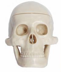 صورة جمجمة بلاستيكية مصغّرة (Miniature Plastic Skull) - واقف للتجارة صنعاء صورة جمجمة بلاستيكية مصغّرة (Miniature Plastic Skull) - واقف للتجارة صنعاء
