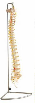 صورة عمود فقري بالحجم الطبيعي (Life-size Vertebral Column) - واقف للتجارة صنعاء صورة عمود فقري بالحجم الطبيعي (Life-size Vertebral Column) - واقف للتجارة صنعاء