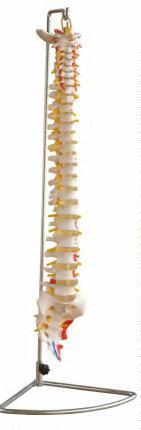 صورة عمود فقري مع العضلات الملوّنة (Vertebral Column with Painted Muscles) - واقف للتجارة صنعاء صورة عمود فقري مع العضلات الملوّنة (Vertebral Column with Painted Muscles) - واقف للتجارة صنعاء