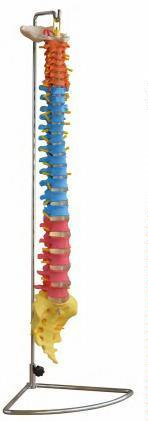 صورة عمود فقري تعليمي (Didactic Vertebral Column) - واقف للتجارة صنعاء صورة عمود فقري تعليمي (Didactic Vertebral Column) - واقف للتجارة صنعاء