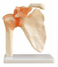 صورة مفصل الكتف بالحجم الطبيعي (Life Size Shoulder Joint) - واقف للتجارة صنعاء صورة مفصل الكتف بالحجم الطبيعي (Life Size Shoulder Joint) - واقف للتجارة صنعاء