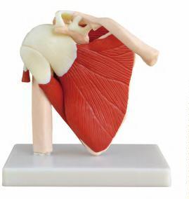 صورة مفصل الكتف بالحجم الطبيعي مع العضلات (Life Size Muscled Shoulder Joint) - واقف للتجارة صنعاء صورة مفصل الكتف بالحجم الطبيعي مع العضلات (Life Size Muscled Shoulder Joint) - واقف للتجارة صنعاء
