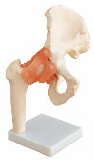 صورة مفصل الورك بالحجم الطبيعي (Life-size Hip Joint) - واقف للتجارة صنعاء صورة مفصل الورك بالحجم الطبيعي (Life-size Hip Joint) - واقف للتجارة صنعاء