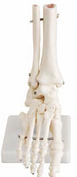صورة مفصل القدم بالحجم الطبيعي (Life-size Foot Joint) - واقف للتجارة صنعاء صورة مفصل القدم بالحجم الطبيعي (Life-size Foot Joint) - واقف للتجارة صنعاء