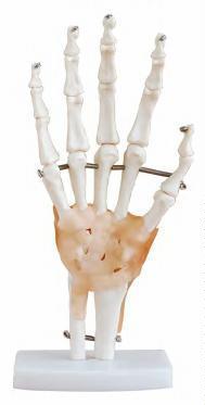 صورة مفصل اليد بالحجم الطبيعي مع الأربطة (Life-size Hand Joint with Ligaments) - واقف للتجارة صنعاء صورة مفصل اليد بالحجم الطبيعي مع الأربطة (Life-size Hand Joint with Ligaments) - واقف للتجارة صنعاء