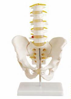 صورة حوض بالحجم الطبيعي مع 5 فقرات قطنية (Life-size Pelvis with 5pcs Lumbar Vertebrae) - واقف للتجارة صنعاء صورة حوض بالحجم الطبيعي مع 5 فقرات قطنية (Life-size Pelvis with 5pcs Lumbar Vertebrae) - واقف للتجارة صنعاء