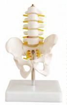 صورة حوض بنصف الحجم مع 5 فقرات قطنية (Half-size Pelvis with 5pcs Lumbar Vertebrae) - واقف للتجارة صنعاء صورة حوض بنصف الحجم مع 5 فقرات قطنية (Half-size Pelvis with 5pcs Lumbar Vertebrae) - واقف للتجارة صنعاء
