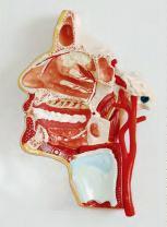 صورة مجسم الرأس (Model of the Head) - واقف للتجارة صنعاء صورة مجسم الرأس (Model of the Head) - واقف للتجارة صنعاء
