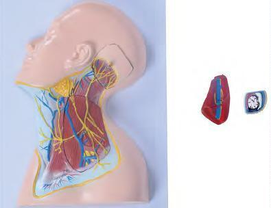 صورة أعصاب منطقة الرقبة (Nerves of Neck Region) - واقف للتجارة صنعاء صورة أعصاب منطقة الرقبة (Nerves of Neck Region) - واقف للتجارة صنعاء