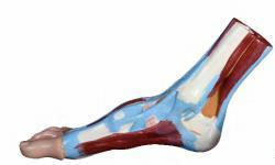 صورة مجسم تشريحي للقدم (Foot Anatomical Model) - واقف للتجارة صنعاء صورة مجسم تشريحي للقدم (Foot Anatomical Model) - واقف للتجارة صنعاء