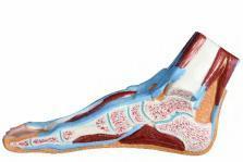 صورة مجسم مقطع القدم (Foot Section Model) - واقف للتجارة صنعاء صورة مجسم مقطع القدم (Foot Section Model) - واقف للتجارة صنعاء