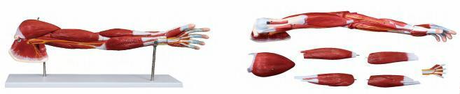 صورة عضلات الذراع البشرية (7 أجزاء) (Muscle of Human Arm (7 parts)) - واقف للتجارة صنعاء صورة عضلات الذراع البشرية (7 أجزاء) (Muscle of Human Arm (7 parts)) - واقف للتجارة صنعاء