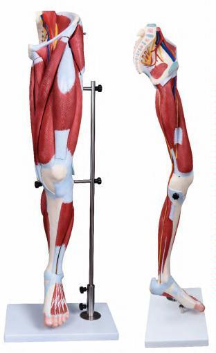 صورة عضلات الساق البشرية (13 أجزاء) (Muscle of Human Leg (13 parts)) - واقف للتجارة صنعاء صورة عضلات الساق البشرية (13 أجزاء) (Muscle of Human Leg (13 parts)) - واقف للتجارة صنعاء