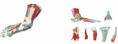 صورة مجسم عضلات القدم بالحجم الطبيعي (7 أجزاء) (Life-size Human Muscle Foot Model (7 parts)) - واقف للتجارة صنعاء صورة مجسم عضلات القدم بالحجم الطبيعي (7 أجزاء) (Life-size Human Muscle Foot Model (7 parts)) - واقف للتجارة صنعاء