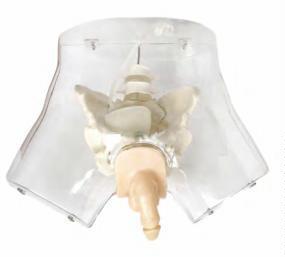 صورة محاكي قسطرة بولية شفاف للذكر (Transparent Male Urethral Catheterization Simulator) - واقف للتجارة صنعاء صورة محاكي قسطرة بولية شفاف للذكر (Transparent Male Urethral Catheterization Simulator) - واقف للتجارة صنعاء