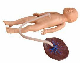 صورة مجسم العناية بالحبل السري لحديثي الولادة - متقدم (Advanced Neonate Umbilical Cord Nursing Model) - واقف للتجارة صنعاء صورة مجسم العناية بالحبل السري لحديثي الولادة - متقدم (Advanced Neonate Umbilical Cord Nursing Model) - واقف للتجارة صنعاء