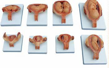 صورة مراحل تطور الجنين (نصف الحجم) (The Development Process for Fetus (Half Size)) - واقف للتجارة صنعاء صورة مراحل تطور الجنين (نصف الحجم) (The Development Process for Fetus (Half Size)) - واقف للتجارة صنعاء