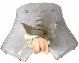 صورة مجسم كحت شفاف (Transparent Curettage Model) - واقف للتجارة صنعاء صورة مجسم كحت شفاف (Transparent Curettage Model) - واقف للتجارة صنعاء