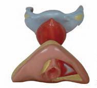 صورة الأعضاء التناسلية الأنثوية الداخلية والخارجية (Female Internal and External Genital Organs) - واقف للتجارة صنعاء صورة الأعضاء التناسلية الأنثوية الداخلية والخارجية (Female Internal and External Genital Organs) - واقف للتجارة صنعاء