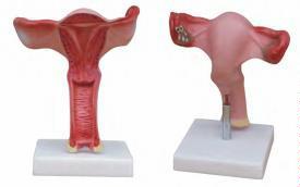 صورة مجسم رحم مكبّر (Magnified Uterus Model) - واقف للتجارة صنعاء صورة مجسم رحم مكبّر (Magnified Uterus Model) - واقف للتجارة صنعاء