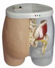 صورة مجسم حقن عضلي (Intramuscular Injection Model) - واقف للتجارة صنعاء صورة مجسم حقن عضلي (Intramuscular Injection Model) - واقف للتجارة صنعاء