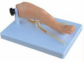 صورة ذراع وخز أوردة للرضّع - متقدم (Advanced Infant Venipuncture Arm) - واقف للتجارة صنعاء صورة ذراع وخز أوردة للرضّع - متقدم (Advanced Infant Venipuncture Arm) - واقف للتجارة صنعاء