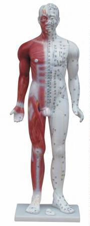 صورة مجسم وخز إبري فاخر 84 سم (Deluxe Acupuncture Model 84CM) - واقف للتجارة صنعاء صورة مجسم وخز إبري فاخر 84 سم (Deluxe Acupuncture Model 84CM) - واقف للتجارة صنعاء
