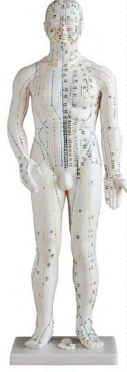 صورة مجسم وخز إبري 70 سم (Acupuncture Model 70CM) - واقف للتجارة صنعاء صورة مجسم وخز إبري 70 سم (Acupuncture Model 70CM) - واقف للتجارة صنعاء
