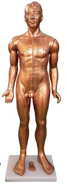 صورة مجسم وخز إبري فاخر 84 سم (لون نحاسي) (Deluxe Acupuncture Model 84CM (COPPER COLOR)) - واقف للتجارة صنعاء صورة مجسم وخز إبري فاخر 84 سم (لون نحاسي) (Deluxe Acupuncture Model 84CM (COPPER COLOR)) - واقف للتجارة صنعاء