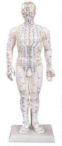 صورة مجسم وخز إبري 50 سم للذكور (Acupuncture Model 50CM Male) - واقف للتجارة صنعاء صورة مجسم وخز إبري 50 سم للذكور (Acupuncture Model 50CM Male) - واقف للتجارة صنعاء