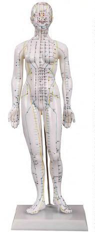 صورة مجسم وخز إبري 48 سم للإناث (Acupuncture Model 48CM Female) - واقف للتجارة صنعاء صورة مجسم وخز إبري 48 سم للإناث (Acupuncture Model 48CM Female) - واقف للتجارة صنعاء