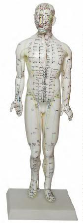 صورة مجسم وخز إبري 46 سم للذكور (Acupuncture Model 46CM Male) - واقف للتجارة صنعاء صورة مجسم وخز إبري 46 سم للذكور (Acupuncture Model 46CM Male) - واقف للتجارة صنعاء